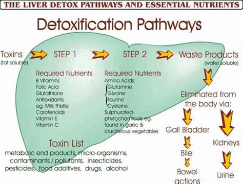 Detoxification Functions of the Liver .
